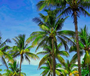 Preview wallpaper palm trees, branches, tropics, sky