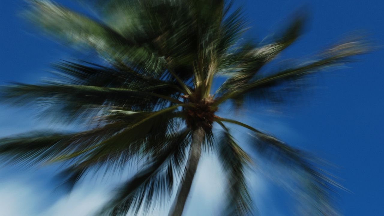 Wallpaper palm trees, branches, trunk, sky, blur