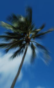 Preview wallpaper palm trees, branches, trunk, sky, blur