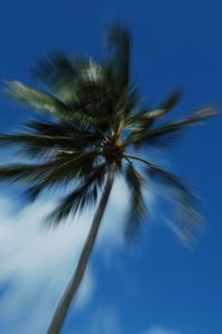 Preview wallpaper palm trees, branches, trunk, sky, blur