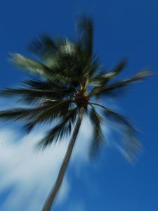 Preview wallpaper palm trees, branches, trunk, sky, blur