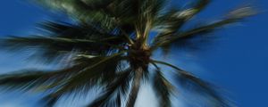 Preview wallpaper palm trees, branches, trunk, sky, blur