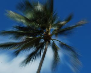 Preview wallpaper palm trees, branches, trunk, sky, blur