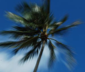 Preview wallpaper palm trees, branches, trunk, sky, blur