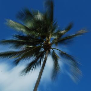 Preview wallpaper palm trees, branches, trunk, sky, blur