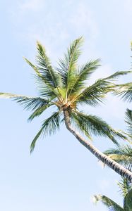 Preview wallpaper palm trees, branches, trunk, sky