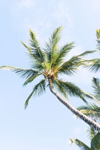 Preview wallpaper palm trees, branches, trunk, sky