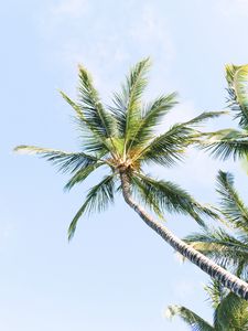 Preview wallpaper palm trees, branches, trunk, sky