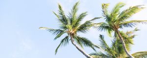 Preview wallpaper palm trees, branches, trunk, sky