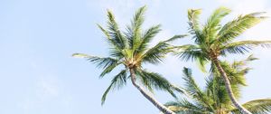 Preview wallpaper palm trees, branches, trunk, sky