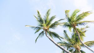 Preview wallpaper palm trees, branches, trunk, sky