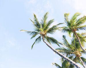 Preview wallpaper palm trees, branches, trunk, sky