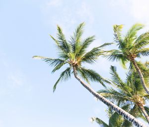 Preview wallpaper palm trees, branches, trunk, sky