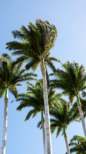 Preview wallpaper palm trees, branches, wind, tropics