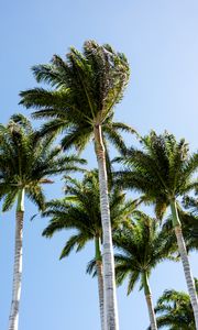 Preview wallpaper palm trees, branches, wind, tropics