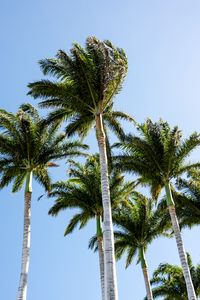 Preview wallpaper palm trees, branches, wind, tropics