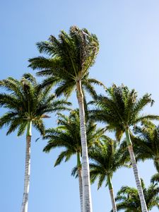 Preview wallpaper palm trees, branches, wind, tropics