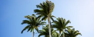 Preview wallpaper palm trees, branches, wind, tropics