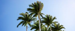 Preview wallpaper palm trees, branches, wind, tropics