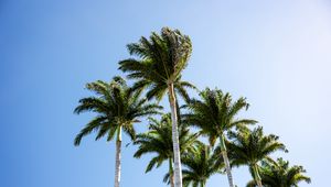 Preview wallpaper palm trees, branches, wind, tropics