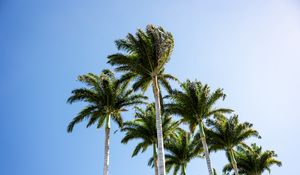 Preview wallpaper palm trees, branches, wind, tropics