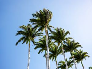 Preview wallpaper palm trees, branches, wind, tropics