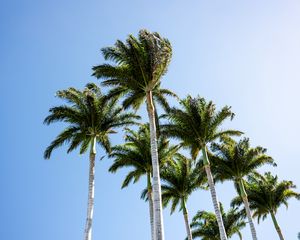 Preview wallpaper palm trees, branches, wind, tropics