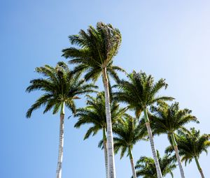 Preview wallpaper palm trees, branches, wind, tropics