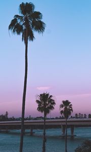 Preview wallpaper palm trees, bridge, coast, tropics