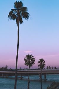 Preview wallpaper palm trees, bridge, coast, tropics