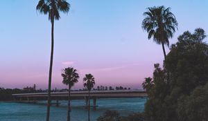 Preview wallpaper palm trees, bridge, coast, tropics