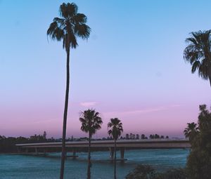 Preview wallpaper palm trees, bridge, coast, tropics