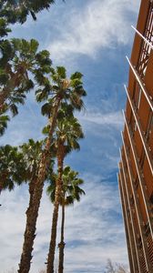 Preview wallpaper palm trees, building, sky, bottom view