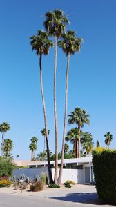 Preview wallpaper palm trees, building, street, tropical