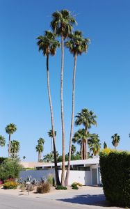 Preview wallpaper palm trees, building, street, tropical