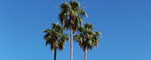 Preview wallpaper palm trees, building, street, tropical