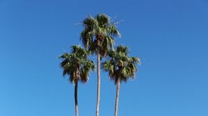 Preview wallpaper palm trees, building, street, tropical