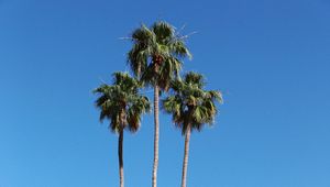 Preview wallpaper palm trees, building, street, tropical