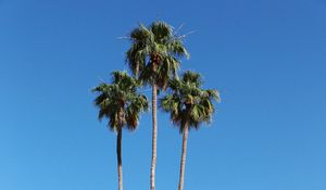 Preview wallpaper palm trees, building, street, tropical