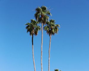 Preview wallpaper palm trees, building, street, tropical