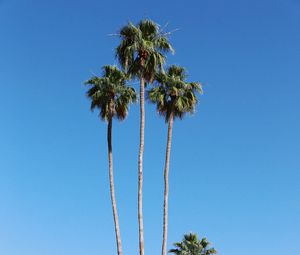 Preview wallpaper palm trees, building, street, tropical