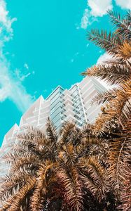 Preview wallpaper palm trees, building, tropics, sky, bottom view