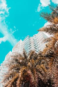 Preview wallpaper palm trees, building, tropics, sky, bottom view
