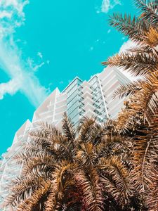 Preview wallpaper palm trees, building, tropics, sky, bottom view