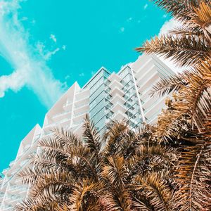 Preview wallpaper palm trees, building, tropics, sky, bottom view