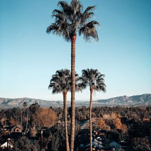 Preview wallpaper palm trees, buildings, mountains, aerial view, nature