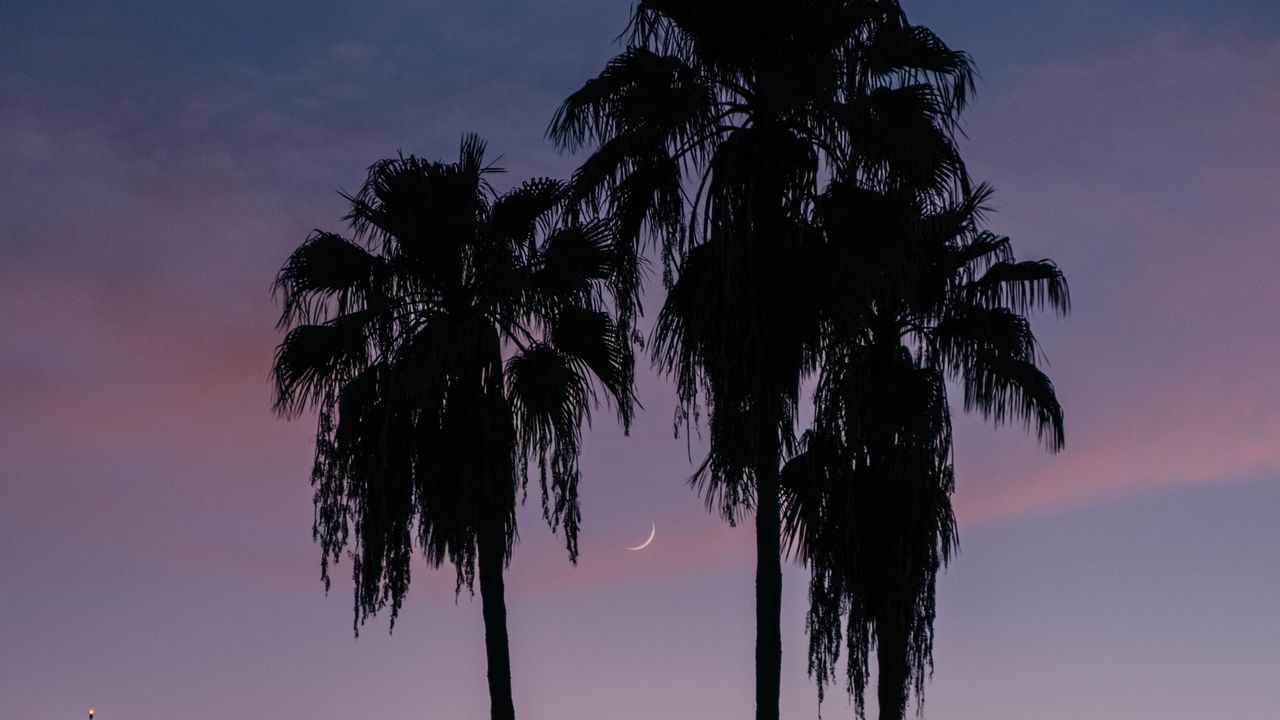 Wallpaper palm trees, buildings, silhouettes, moon, twilight