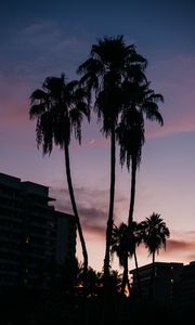 Preview wallpaper palm trees, buildings, silhouettes, moon, twilight