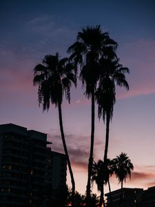 Preview wallpaper palm trees, buildings, silhouettes, moon, twilight