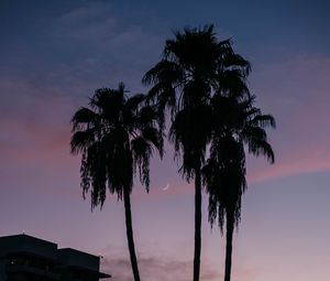 Preview wallpaper palm trees, buildings, silhouettes, moon, twilight